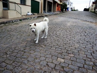9_CATERS_DOG_STILL_WALKS_SAME_ROUTE_AFTER_OWNER_DIES_10-1024x768
