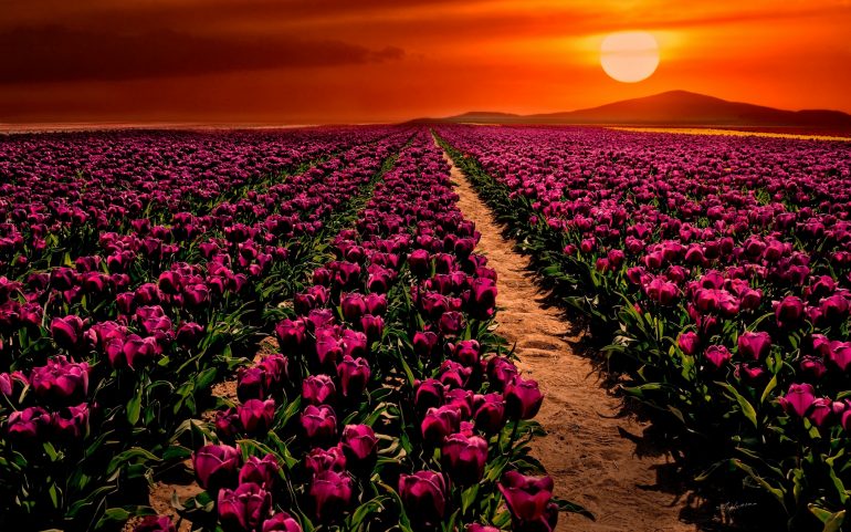 purple-tulips-2880x1800-sunset-garden-hd-5512