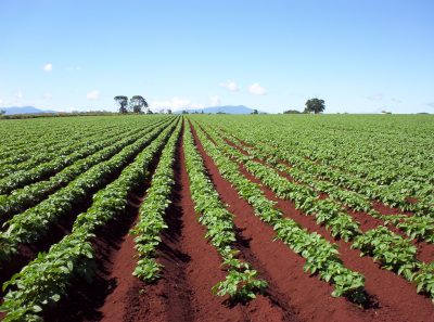 Farming-1
